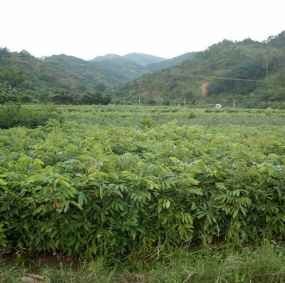 储良龙眼苗桂圆果树种苗广西灵山品种齐全果树苗