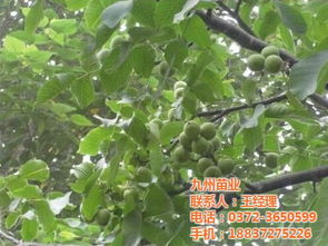 8518核桃苗 范县8518核桃苗 九州苗业 优质商家