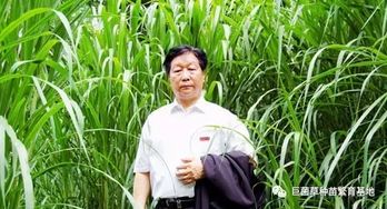 巨菌草 生态建设小能手