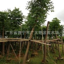 句容兄弟苗业基地