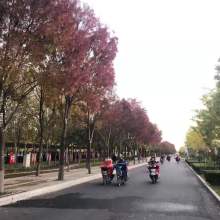 庆云雪松苗业 热销产品