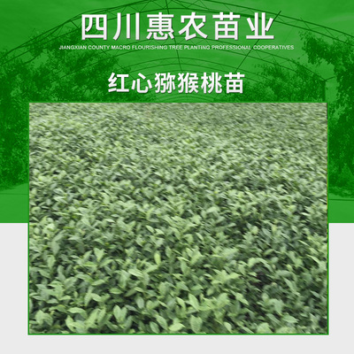 四川惠农苗业