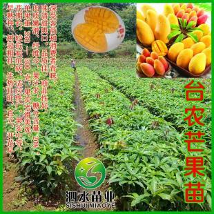 供应台农芒果苗 广西芒果树苗 灵山芒果苗 就找泗水苗业_世界工厂网