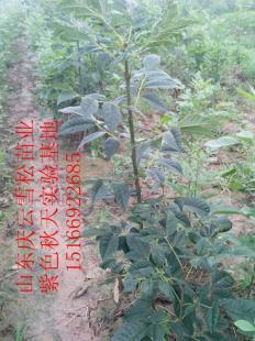 紫色秋天招商信息--庆云雪松苗业_农副产品_世界工厂网