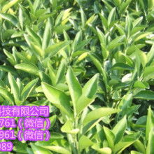 安远橙发苗业