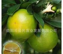 绿水晶橙子树苗优质商家置顶推荐产品