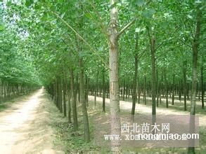 107速生杨特征信息前途及繁殖技术