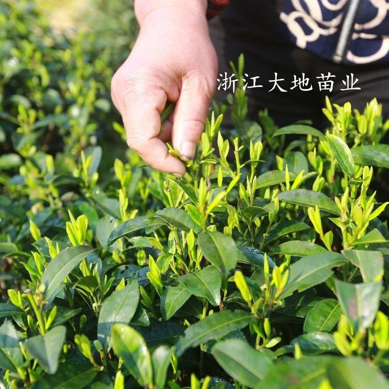 浙江茶叶产区直销西湖龙井茶叶树 盆栽龙井43茶树群体种鸠坑茶苗
