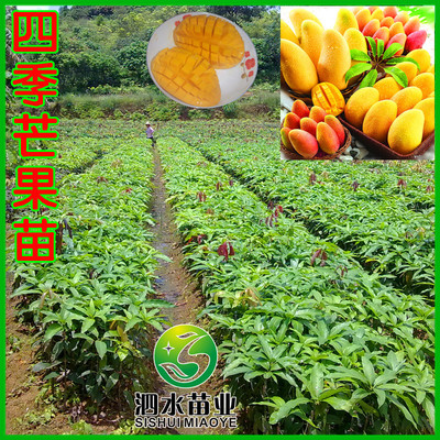 果树苗木 广西灵山种植 象牙芒果嫁接苗 绿化占地工程用苗 *
