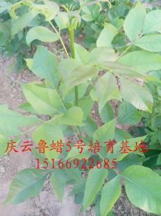 鲁蜡5号报价紫色秋天供应商庆云雪松苗业_农副产品_世界工厂网