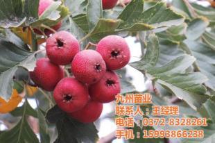 山楂苗批发.范县山楂苗.九州苗业_世界工厂网移动版