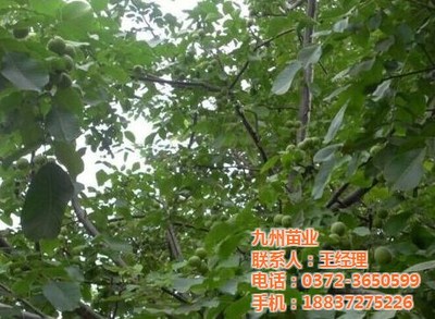 麻核桃苗|磁县麻核桃苗|九州苗业(优质商家)_清丰麻核桃苗_世界工厂网