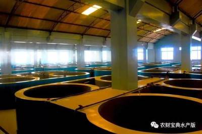8年潜心选育200个家系!这家苗业联合饲料巨头强势出击,要为国产虾苗正名!