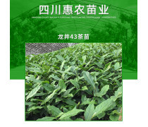 龙井43茶苗热卖促销