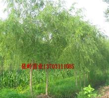 供应速生柳,大规格速生柳,速生柳供应商,速生柳培育价格,供应速生柳,大规格速生柳,速生柳供应商,速生柳培育厂家,河北依岭生态农业开发公司_中国行业信息网