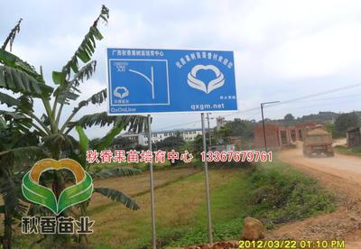 【【秋香果苗】红金龙芒果树苗/红贵妃芒果苗 袋装苗木批发】价格_厂家_图片