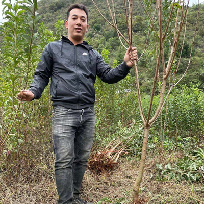 安顺蜂糖李子树苗