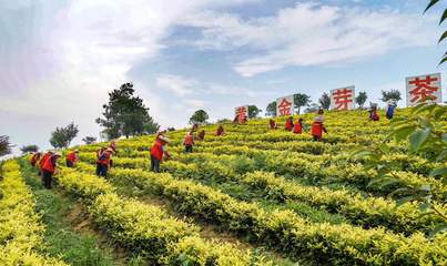 中黄一号茶苗-中黄二号茶苗种苗苗木树苗花圃苗圃茶叶种植