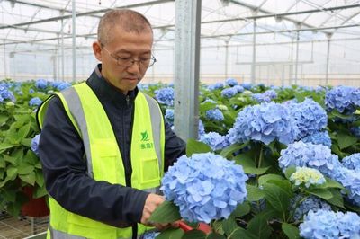 四种精品绣球花怎么养?园丁传授窍门夏天叶面喷水方法不对,绣球花会"中暑"