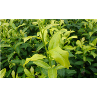 贵州茶苗四川茶苗湖北茶苗湖南茶苗_四川省雅安市名山区香惠苗业种植合作社