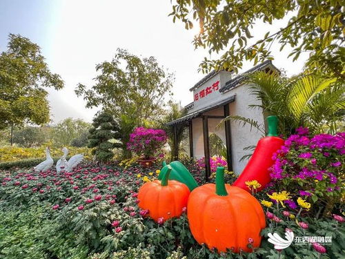 东西湖25万盆菊花邀你来赏