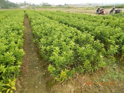 供应皇帝柑树苗 茂谷柑树苗 沙糖桔果苗 果树苗批发 泗水苗业