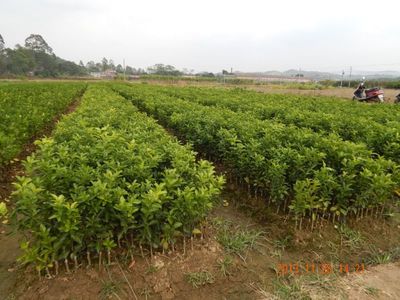 供应皇帝柑树苗 茂谷柑树苗 沙糖桔果苗 果树苗批发 泗水苗业