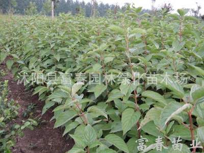 红瑞木,红瑞木苗,苏北红瑞木直销基地