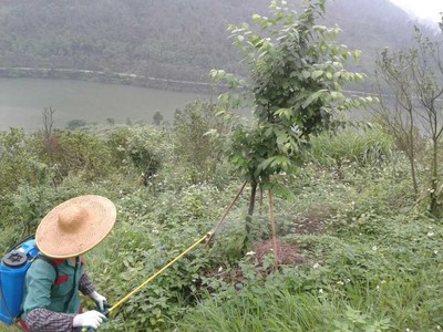 优质泡桐树组培速生苗业供应,园林工程泡桐树速生苗_中国麦网