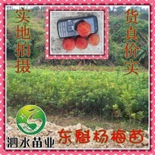 【庭院绿化苗木】最新最全庭院绿化苗木 产品参考信息