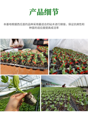 美都西瓜苗 品相好 基地直发各类西瓜苗 嫁接苗 欢迎选购向荣苗业