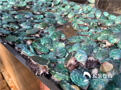 烟台海益苗业的健康守护:从行业源头追溯水产品安全