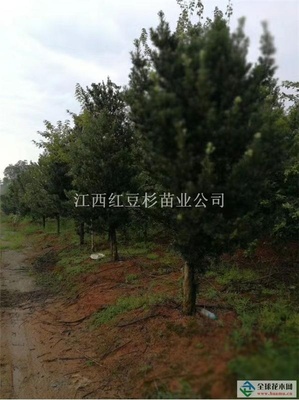 罗汉松江西宜春江西红豆杉,江西罗汉松,江西紫薇,江西造林苗,江西湿地松,江西木荷,江西枫香,江西杜英-江西红豆杉苗业公司商铺供应列表-第1页