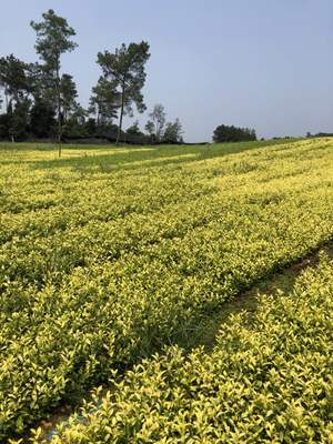 雅安中黄一号茶苗价格-良种茶苗-一年两年苗