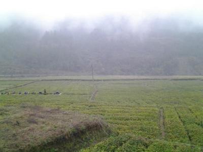 大白_大白供货商_供应都匀福鼎大白豪茶苗价格优惠_大白价格_四川惠农苗业