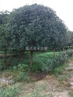 骏达花木苗圃供求列表_第1页