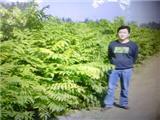 嘎啦苹果苗最低价,嘎啦苹果苗最低价价格,嘎啦苹果苗最低价厂家-中科商务网-盛世苗业