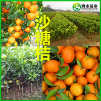 供应台湾青枣种苗蜜丝枣树苗台南蜜枣嫁接苗泗水苗业果苗批发