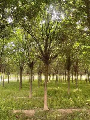 25公分行道皂角树 庭荫绿化皂荚树 苗圃嫁接苗木 天壤苗业