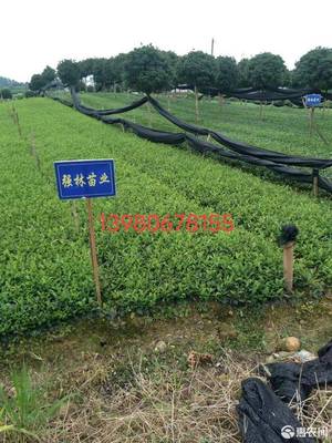 优质福选九号名选131福鼎大白蒙山九号安吉白茶 优质福鼎大白安吉白茶名选131福选九号安吉白茶龙井43