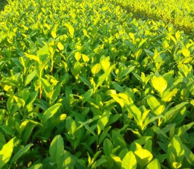 中黄一号茶苗良种繁育-基地直销茶苗