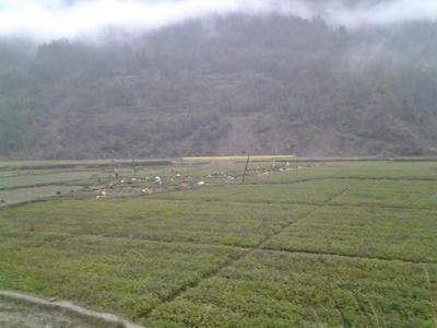 筠连福云六号茶苗价格优惠图片|筠连福云六号茶苗价格优惠样板图|筠连福云六号茶苗价格优惠-四川惠农苗业