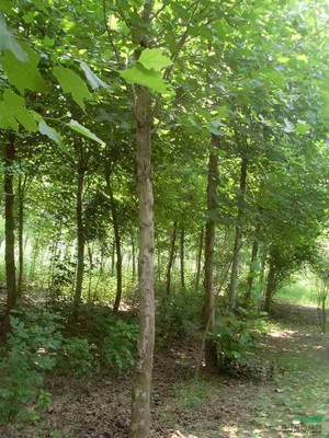 山东济宁丛林苗业 苗木产业的区域典范与发展前景