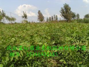 东红欧洲白蜡未来趋势分析与庆云雪松苗业王青松观点