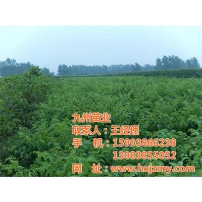 九州苗业 优质薄壳核桃苗批发，沐阳产地直供