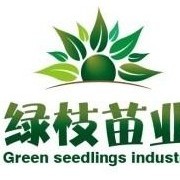 偃师新兴苗圃 绿色产业引领乡村振兴新篇章