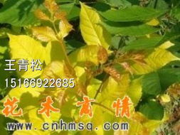 庆云雪松苗业供应优质彩色金叶白蜡苗木