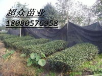 四川桂花苗圃基地信息尽在农苗网 第7页 苗业