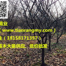 苗业 绿色产业的新篇章