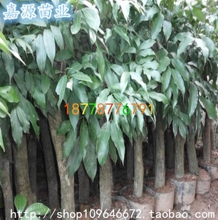 广西钦州嘉源果苗种植场 优质荔枝苗、高压苗及大树供应